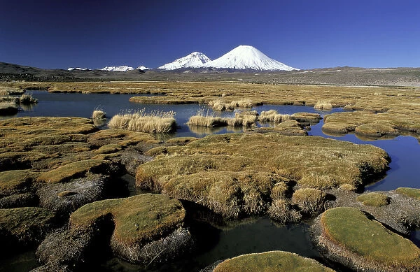South America, Chile, Altiplano, Lauca National Park. Payachatas Volcanos and Cofedal