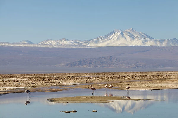 South America, Chile, Atacama desert, Flamingos at the saltlake Salar de Atacama'