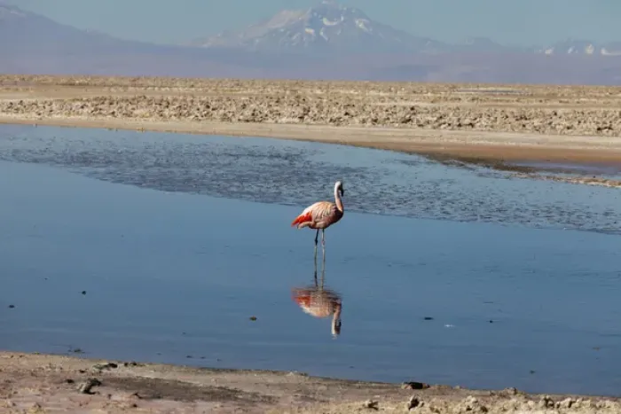 Framed Print : South America, Chile, Atacama desert, Flamingos at the saltlake Salar de Atacama