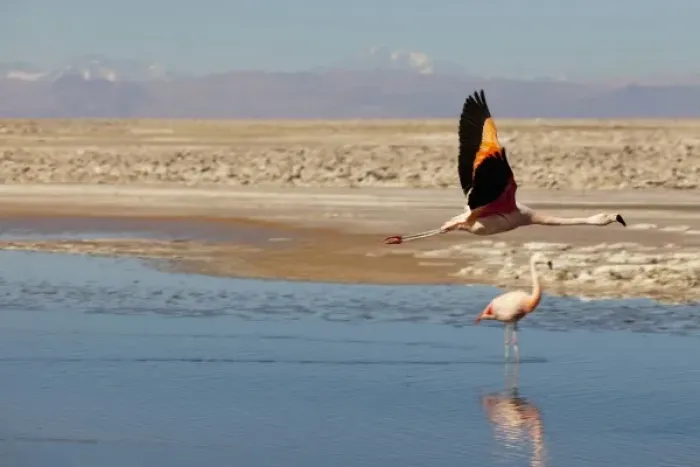 Framed Print : South America, Chile, Atacama desert, Flamingos at the saltlake Salar de Atacama Framed Print : South America, Chile, Atacama desert, Flamingos at the saltlake Salar de Atacama