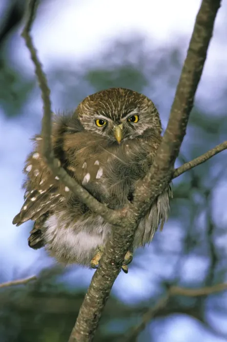 Framed Print : South America, Chile, Aysen. Autral Pygmy Owl (Glaucidium nanum)