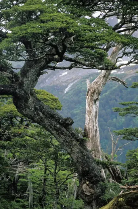 Framed Print : South America, Chile, Aysen, Cordillera Huemeles. Temperate rainforest Framed Print : South America, Chile, Aysen, Cordillera Huemeles. Temperate rainforest