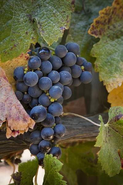 South America, Chile, Casablanca Valley. Purple grapes on the vine. Credit as: Wendy