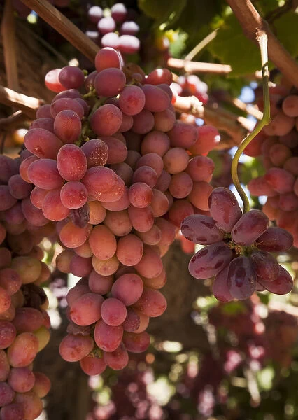 South America, Chile, Colchagua. Red grapes on the vine at Viu Manent Winery. Credit as