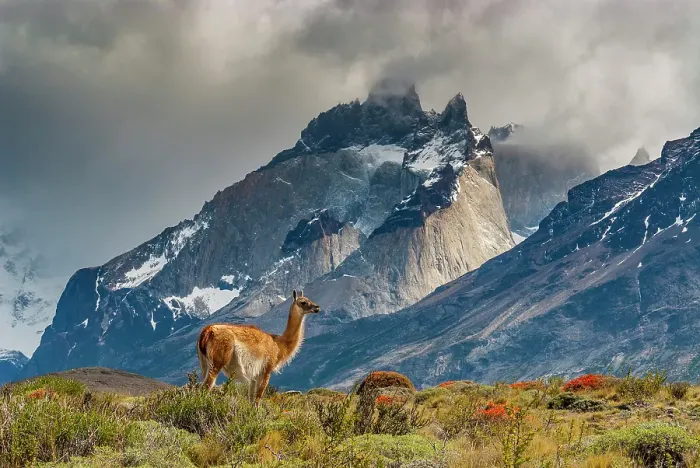 Framed Print : South America, Chile. Guanaco grazing under Cuernos, Torres Del Paine National Park Framed Print : South America, Chile. Guanaco grazing under Cuernos, Torres Del Paine National Park