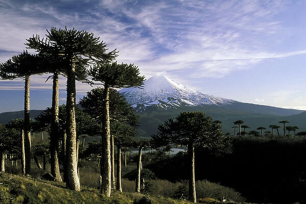 South America, Chile, La Araucania, Conguillo National Park. Araucarias (Araucaria araucana)