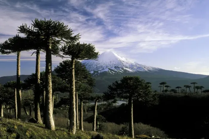 Framed Print : South America, Chile, La Araucania, Conguillo National Park. Araucarias (Araucaria araucana) Framed Print : South America, Chile, La Araucania, Conguillo National Park. Araucarias (Araucaria araucana)