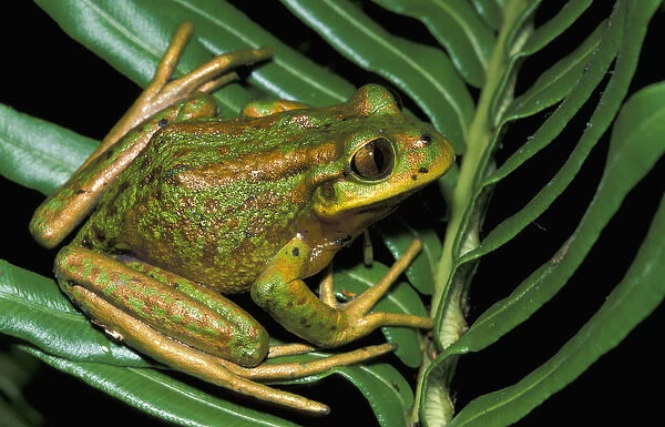 South America, Chile, Lake District Southern Tree Frog (Hylorina sylvatica)