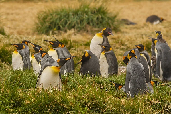 South America, Chile, Patagonia, Tierra del Fuego. King penguin colony. Credit as