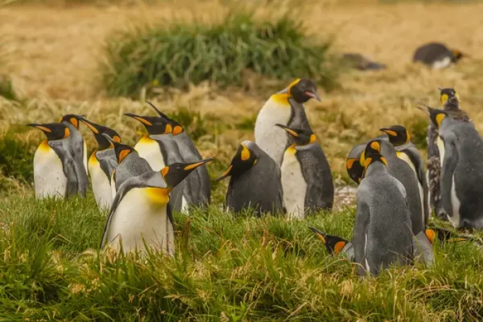 Framed Print : South America, Chile, Patagonia, Tierra del Fuego. King penguin colony. Credit as Framed Print : South America, Chile, Patagonia, Tierra del Fuego. King penguin colony. Credit as