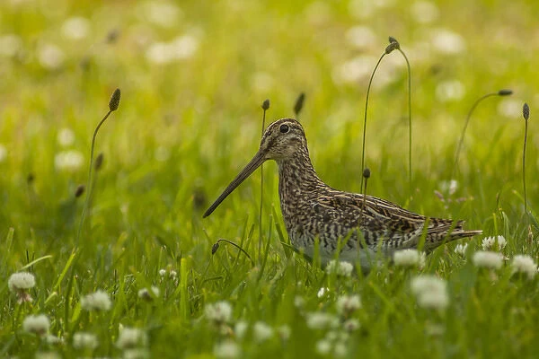South America, Chile, Patagonia. Common snipe in grass