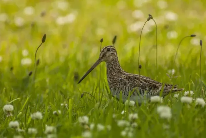 Framed Print : South America, Chile, Patagonia. Common snipe in grass Framed Print : South America, Chile, Patagonia. Common snipe in grass