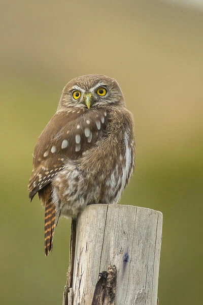South America, Chile, Patagonia, Torres del Paine National Park. Austral pygmy owl