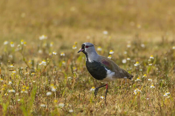 South America, Chile, Patagonia, Torres del Paine National Park. Southern lapwing bird in grass