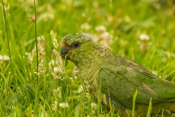 South America, Chile, Patagonia, Torres del Paine National Park. Austral parakeet in grass