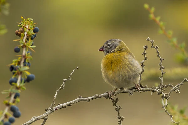 South America, Chile, Patagonia, Torres del Paine National Park. Sierra finch on limb
