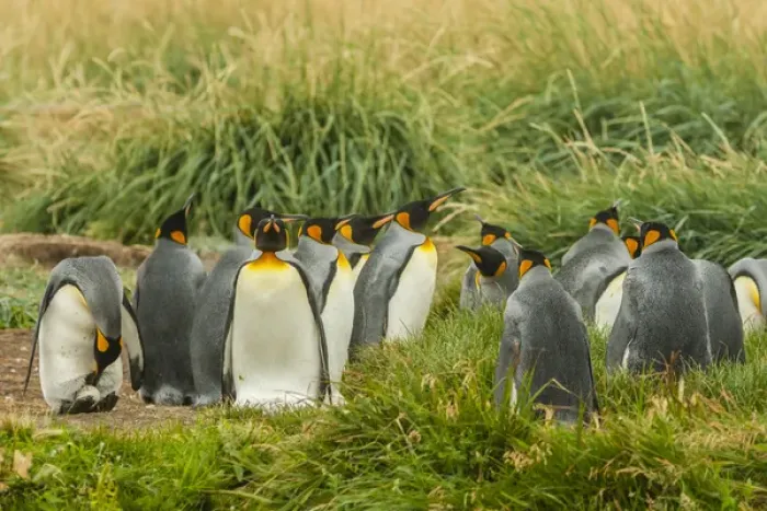 Framed Print : South America, Chile, Patagonia, Tierra del Fuego. King penguin colony. Credit as Framed Print : South America, Chile, Patagonia, Tierra del Fuego. King penguin colony. Credit as