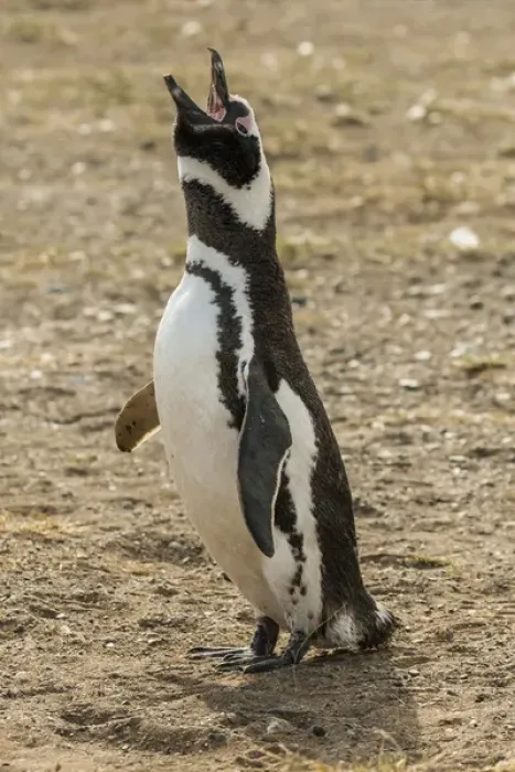 Framed Print : South America, Chile, Patagonia, Isla Magdalena. Magellanic penguin adult braying Framed Print : South America, Chile, Patagonia, Isla Magdalena. Magellanic penguin adult braying