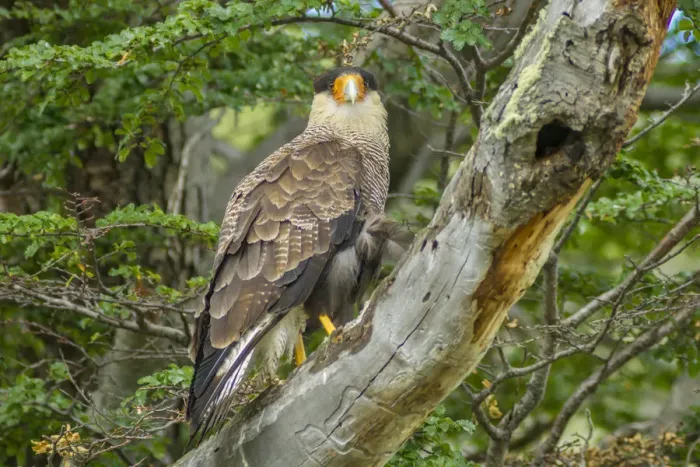 Framed Print : South America, Chile, Patagonia. Southern caracara close-up Framed Print : South America, Chile, Patagonia. Southern caracara close-up