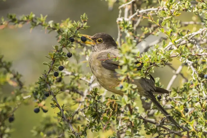 Framed Print : South America, Chile, Patagonia. Austral thrush eating calafate berry. Credit as Framed Print : South America, Chile, Patagonia. Austral thrush eating calafate berry. Credit as