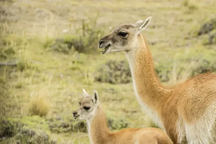 Framed Print : South America, Chile, Patagonia. Adult and baby guanaco Framed Print : South America, Chile, Patagonia. Adult and baby guanaco