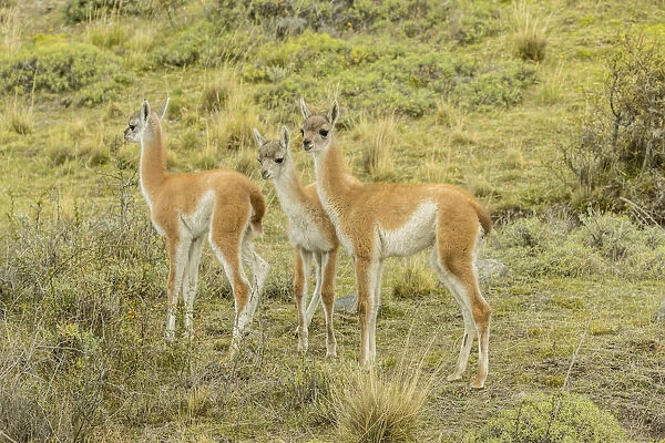 South America, Chile, Patagonia. Group of young guanacos
