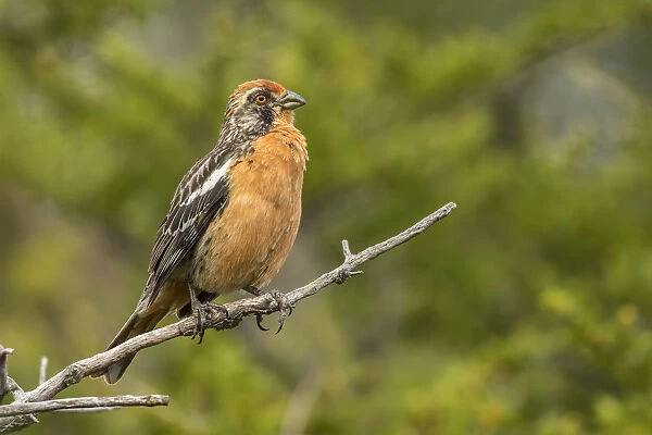 South America, Chile, Patagonia. Plant-cutter bird on limb