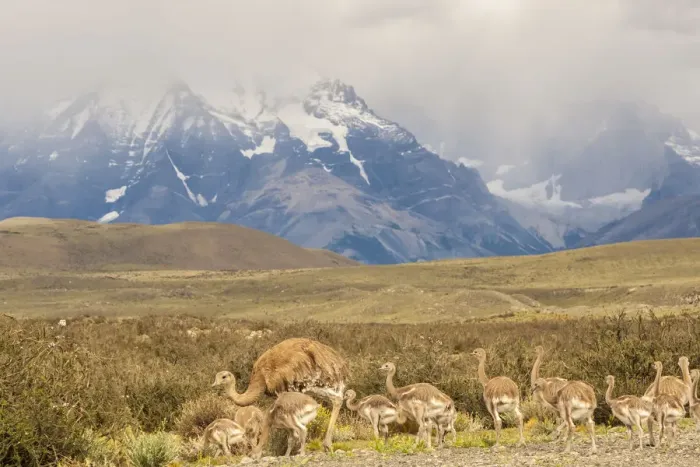 Framed Print : South America, Chile, Patagonia. Rhea father and chicks Framed Print : South America, Chile, Patagonia. Rhea father and chicks
