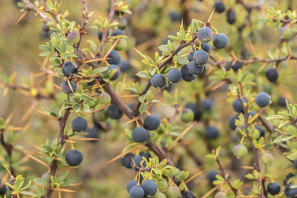 South America, Chile, Patagonia. Calafate berries
