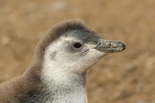 South America, Chile, Patagonia, Isla Magdalena. Portrait of Magellanic penguin chick