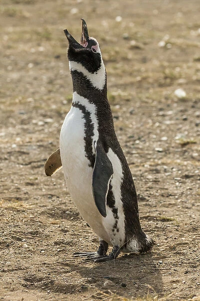 South America, Chile, Patagonia, Isla Magdalena. Magellanic penguin adult braying