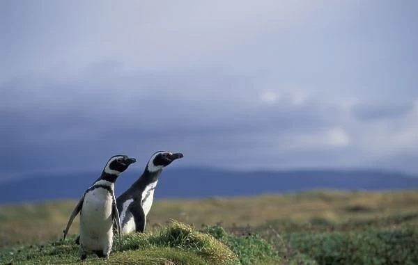 South America, Chile, Patagonia, Magellanes, Magellanic penguins (Spheniscus magellanicus)