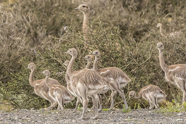 South America, Chile, Patagonia. Male rhea and chicks