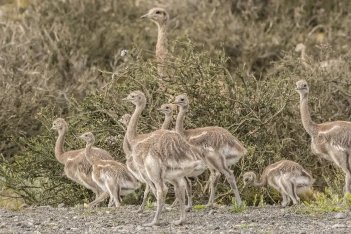 Framed Print : South America, Chile, Patagonia. Male rhea and chicks