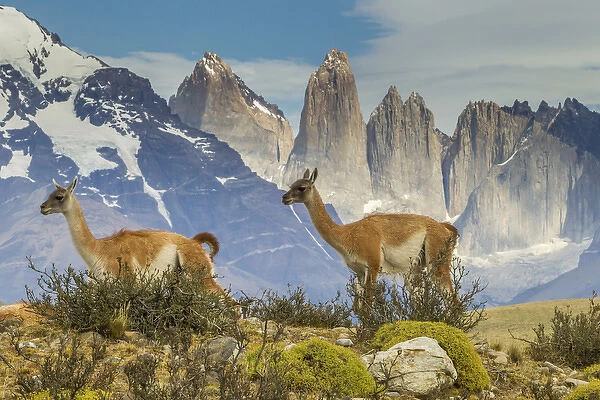 South America, Chile, Patagonia, Torres del Paine