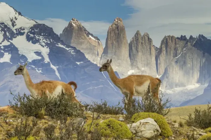 Framed Print : South America, Chile, Patagonia, Torres del Paine Framed Print : South America, Chile, Patagonia, Torres del Paine