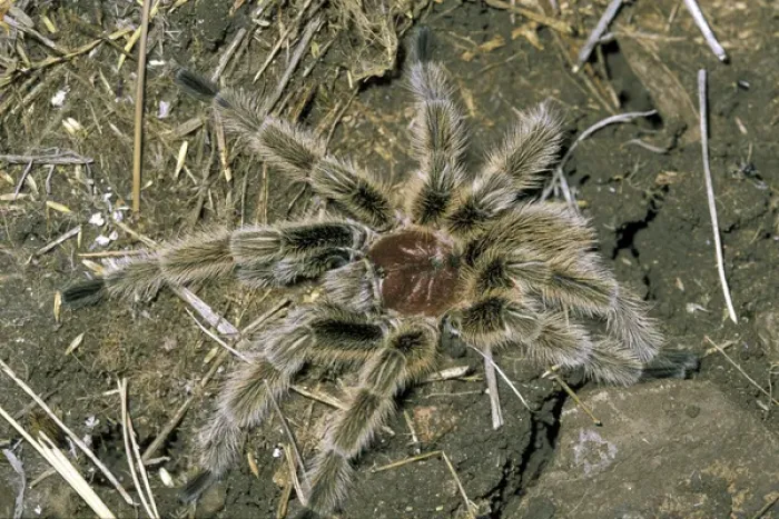 Framed Print : South America, Chile, Sanitago, Andes Mountain Range. Chilean Tarantula (Grammostola sp) Framed Print : South America, Chile, Sanitago, Andes Mountain Range. Chilean Tarantula (Grammostola sp)