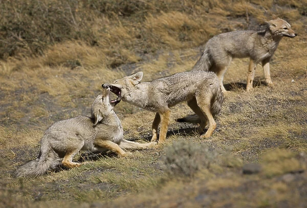 South America, Chile, Torres del Paine National Park. A pair of Patagonian Gray Foxes play