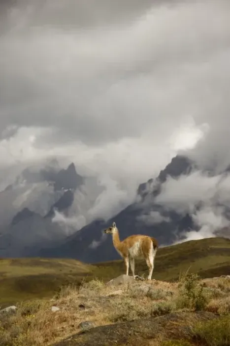 Framed Print : South America, Chile, Torres del Paine National Park. A Guanaco spotlighted by the sun Framed Print : South America, Chile, Torres del Paine National Park. A Guanaco spotlighted by the sun