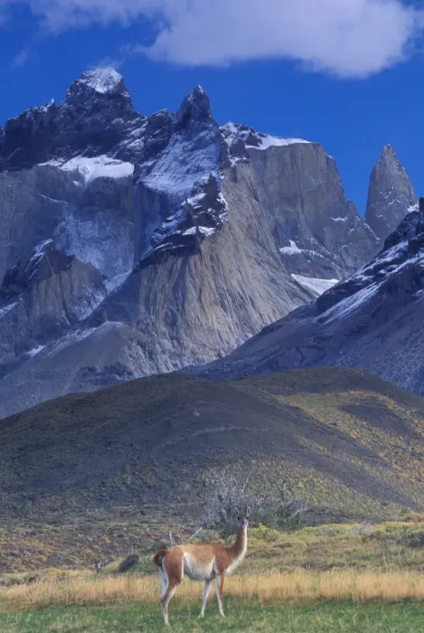 Framed Print : South America, Chile, Torres Del Paine NP, Guanaco (Lama guanicoe)
