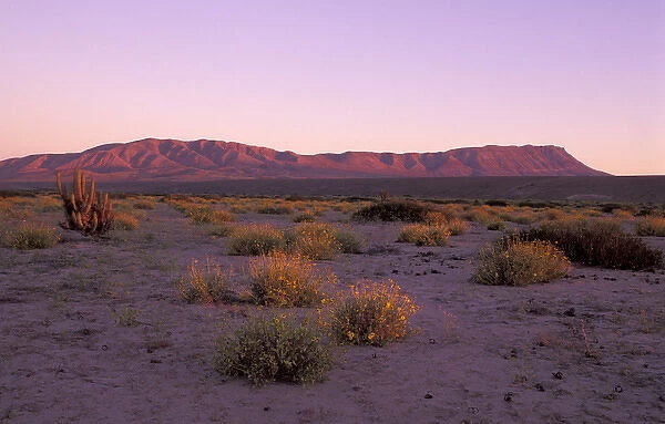 South America, Chile, Vallenar Atacama Desert Atacama Desert at sunset