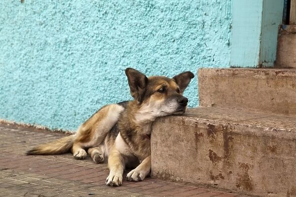 South America, Chile, Valparaiso. German shepherd rests his head on a step. (UNESCO