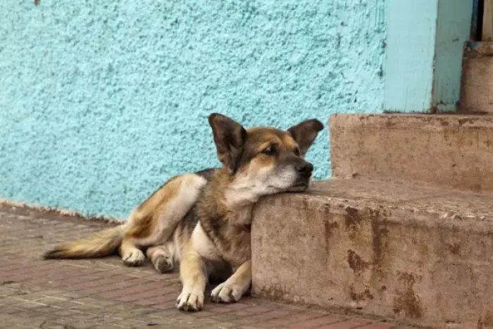 Framed Print : South America, Chile, Valparaiso. German shepherd rests his head on a step. (UNESCO Framed Print : South America, Chile, Valparaiso. German shepherd rests his head on a step. (UNESCO
