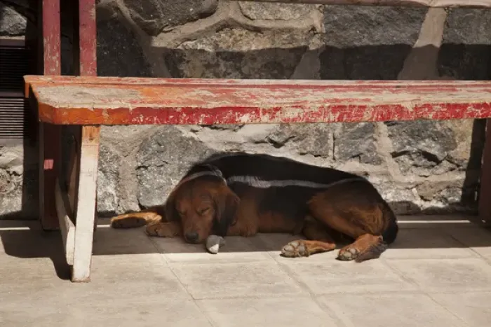 Framed Print : South America, Chile, Zapallar. Dog naps under a red wooden bench. Credit as: Wendy