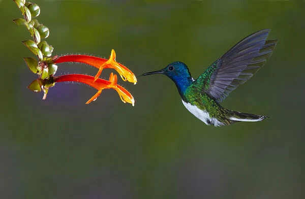 South America, Costa Rica. White-necked jacobin hummingbird