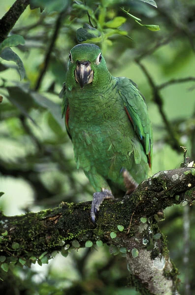South America, Ecuador, Aguaryco River. Mealy Parrot (A. Farinosa)