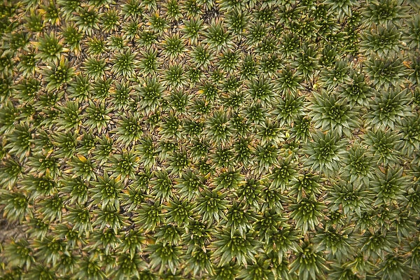 South America, Ecuador. Alpine suculent plants, Cajas National Park (Parque Nacional El Cajas)