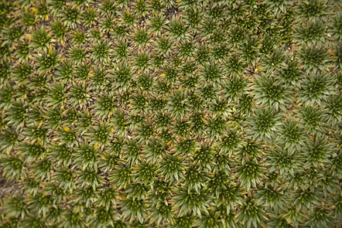 Framed Print : South America, Ecuador. Alpine suculent plants, Cajas National Park (Parque Nacional El Cajas)