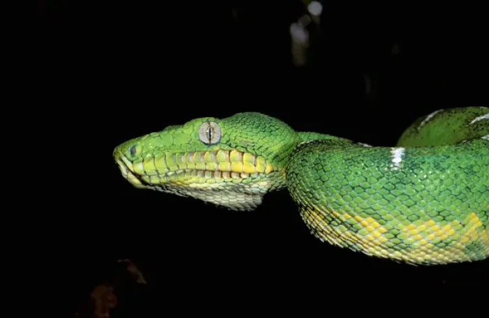 Framed Print : South America, Ecuador, Amazon. Emerald tree boa (Corallus caninus) Framed Print : South America, Ecuador, Amazon. Emerald tree boa (Corallus caninus)