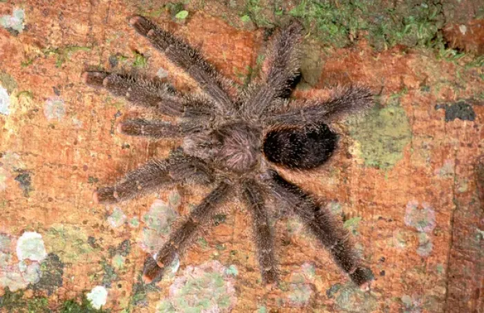 Framed Print : South America, Ecuador, Amazon. Tarantula (Theraphosidae) Framed Print : South America, Ecuador, Amazon. Tarantula (Theraphosidae)